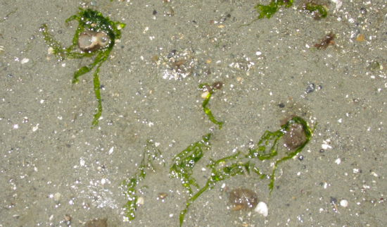 Wild geoducks in the intertidal.--DNR photo